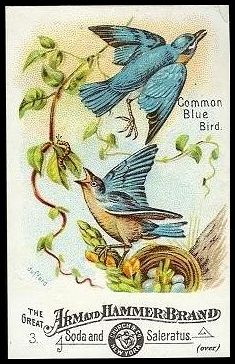 3 Common Blue Bird